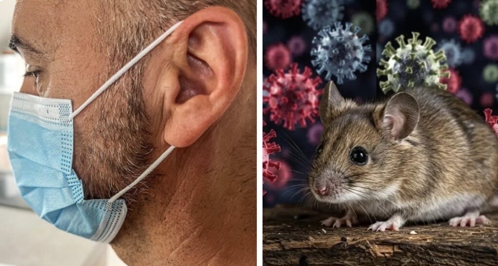 Hantavirus, Rodents, Argentina, WHO