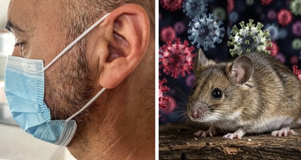 Hantavirus, Rodents, Argentina, WHO