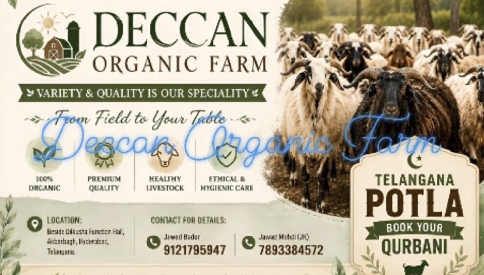 Deccan Organic Farm Wholesale, Shabad, Bakrid, Sheep, Goats, Healthy Ones, Lot