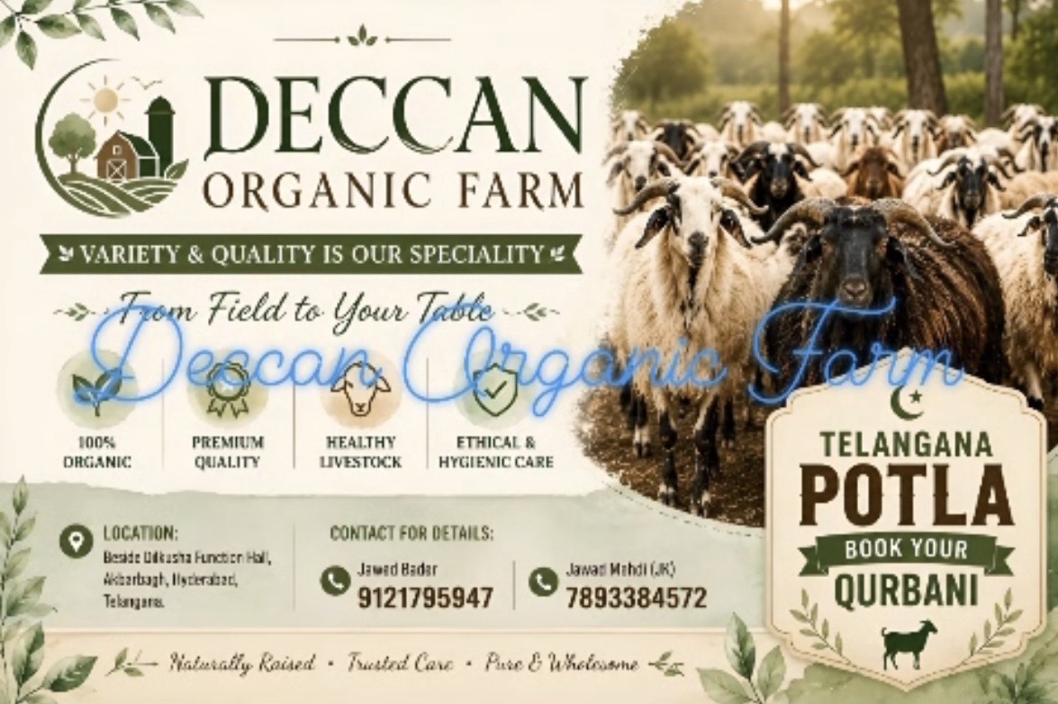 Deccan Organic Farm Wholesale, Shabad, Bakrid, Sheep, Goats, Healthy Ones, Lot