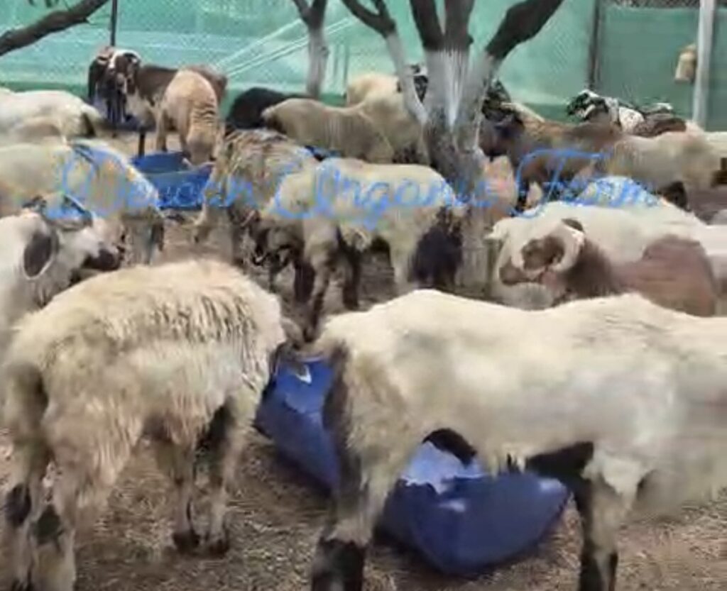 Eid al-Adha Wishes, Greetings, Animal Sacrifice, Goats, Meat