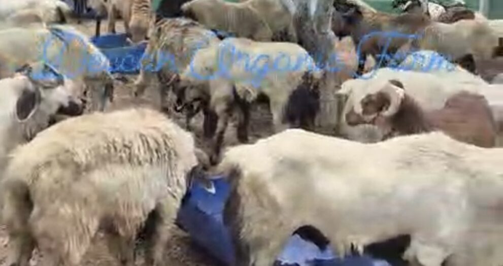 Eid al-Adha Wishes, Greetings, Animal Sacrifice, Goats, Meat