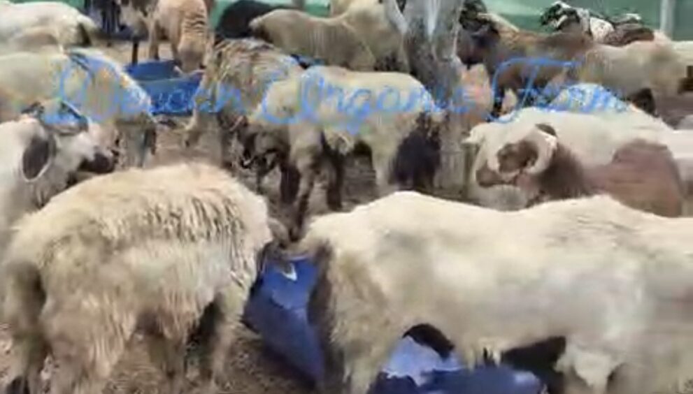 Eid al-Adha Wishes, Greetings, Animal Sacrifice, Goats, Meat