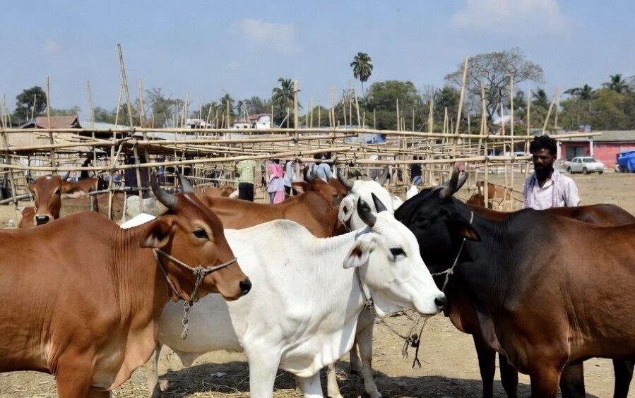 Cow slaughter, Bakrid, Muslims, Hindu Cattle Sellers, Losses