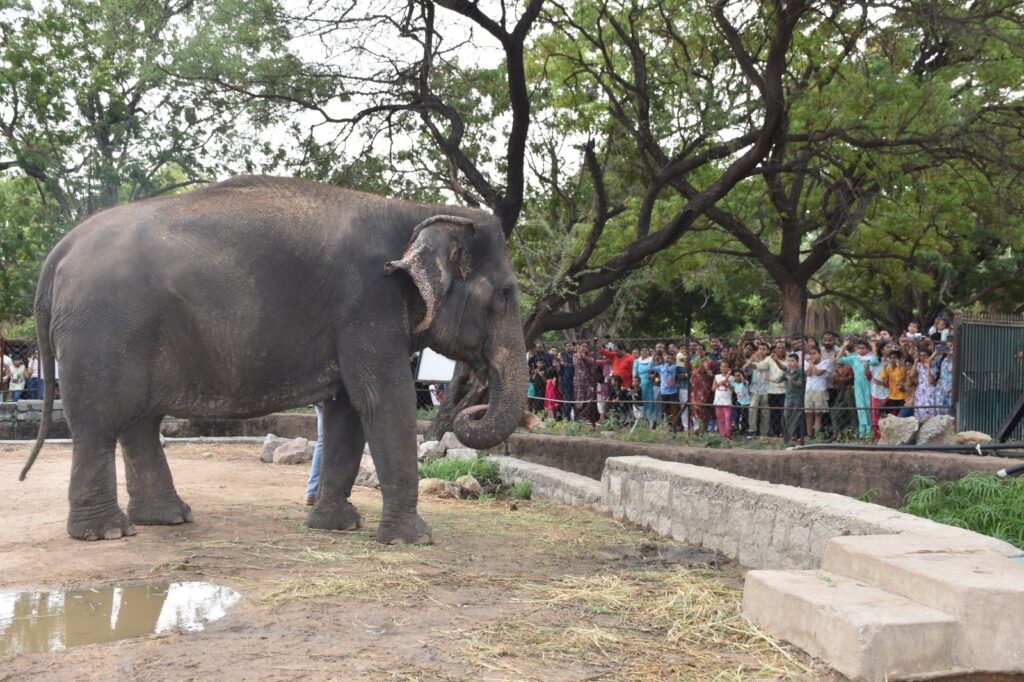 Nehru Zoological Park in Hyderabad, Zoo, Sunday, Visitors 
